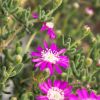 Drosanthemum hispidum violet - Ficoïde "Grain de riz"