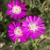 Drosanthemum hispidum violet - Ficoïde "Grain de riz"