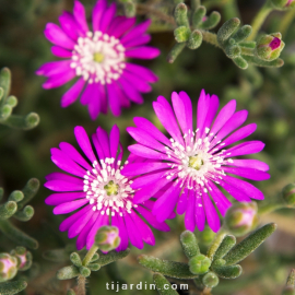 Drosanthemum hispidum violet