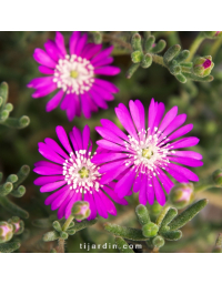 Drosanthemum hispidum violet - Ficoïde "Grain de riz"