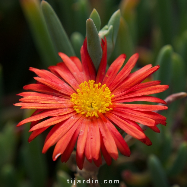 Malephora crocea 'Rubra'