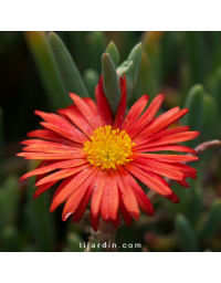 Malephora crocea 'Rubra'