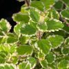 Plectranthus 'Variegata'