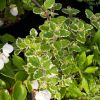 Plectranthus 'Variegata'