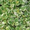 Plectranthus 'Variegata'