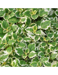 Plectranthus 'Variegata'