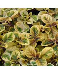 Plectranthus 'Sacha'