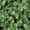 Plectranthus 'Nico'