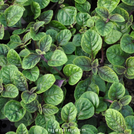 Plectranthus 'Nico'