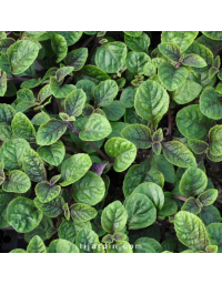 Plectranthus 'Nico'