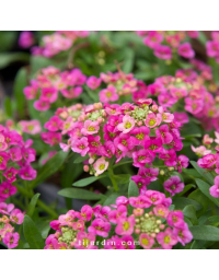 Alysse odorante (Lobularia maritima)