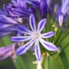 Agapanthus 'Charlotte'