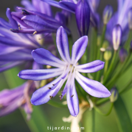 Agapanthus 'Charlotte'