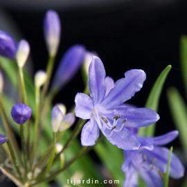 Agapanthus 'Lapis Lazuli'