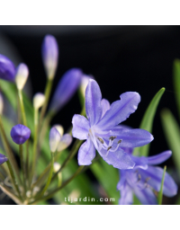 Agapanthe 'Lapis Lazuli'