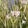 Iris japonica variegata