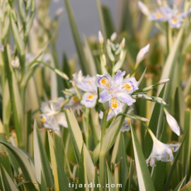 Iris japonica variegata