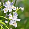 Iris japonica variegata