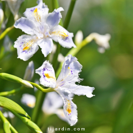 Iris japonica variegata