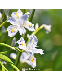 Iris japonica 'Variegata' - Iris du Japon panaché