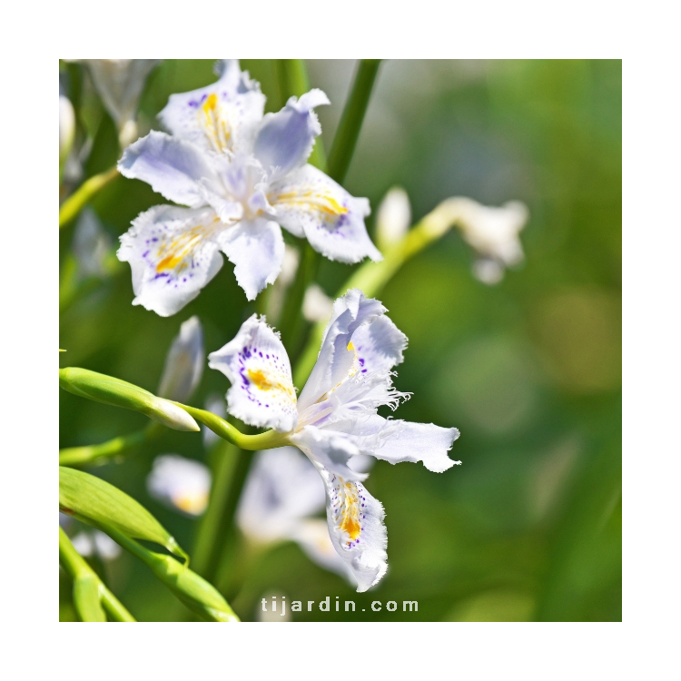 Plant d'Iris du Japon à fleur blanche - Pépinière des Carlines