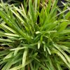 Agapanthus 'Silver Baby'