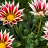 Gazania hybride bicolore