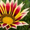 Gazania hybride bicolore