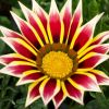 Gazania hybride bicolore