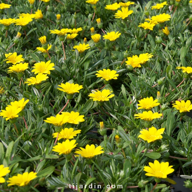 Gazania semi-vivace feuillage vert