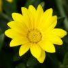 Gazania semi-vivace feuillage vert