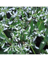 Euphorbia hypericifolia