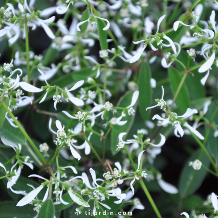 Euphorbe hypericifolia : euphorbia décorative blanches - Tijardin