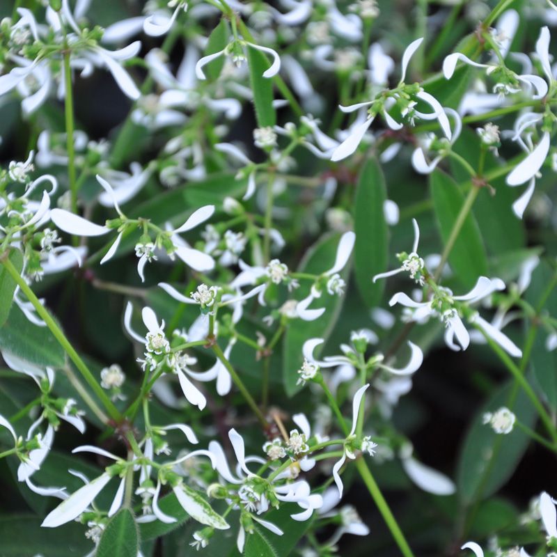 Euphorbe hypericifolia : euphorbia décorative blanches - Tijardin