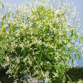 Euphorbe hypericifolia