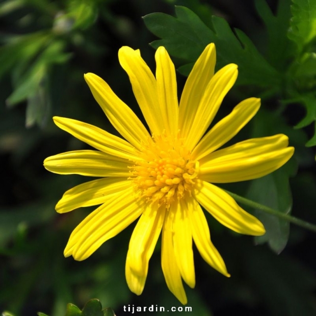 Euryops Euryops
