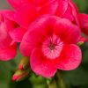 Pelargonium - Géranium "Pretty Little"