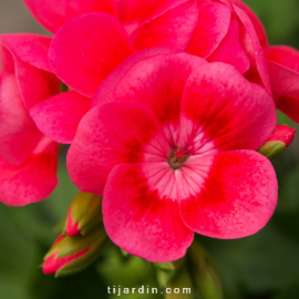 Pelargonium - Géranium "Pretty Little"