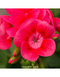 Pelargonium - Géranium "Pretty Little"