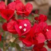 Bougainvillea 'San Diego Rouge'