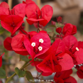 Bougainvillea 'San Diego Rouge'