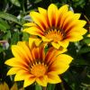 Gazania semi-vivace feuillage vert