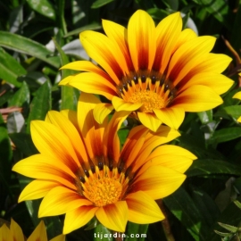 Gazania semi-vivace feuillage vert