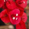 Bougainvillea 'San Diego Rouge'