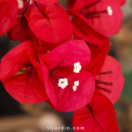 Bougainvillea 'San Diego Rouge'