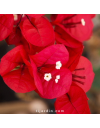 Bougainvillier 'San Diego Rouge'