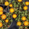 Delosperma Wheels of Wonder