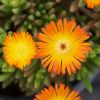 Delosperma Wheels of Wonder