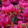 Bougainvillea 'Melgueil'