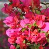 Bougainvillea 'Melgueil'